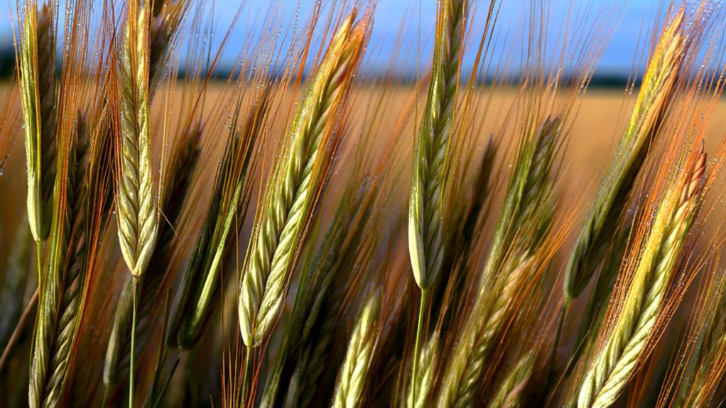 rye grain characteristics explained